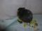 Femelle 3, Ecaille de tortue, poils angoras
