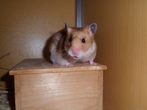 HMR Noisette