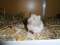 HMR Myrtille, Dove à bande blanche, poils angoras