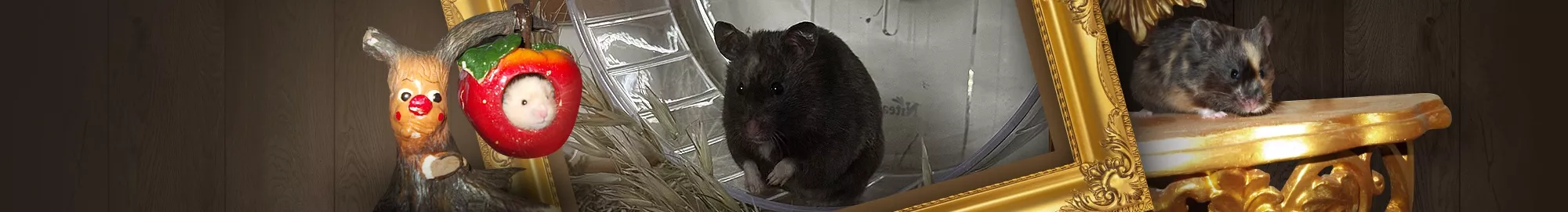 Hamister